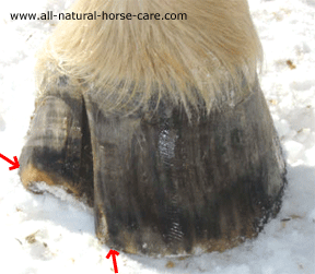 severe hoof crack