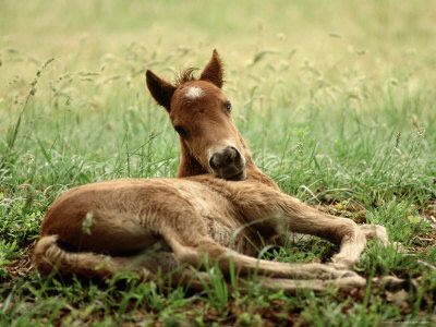 Cute Foals Playing