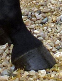 200xNxhooves-on-gravel.jpg.pagespeed.ic.E6on-2cWB5.jpg