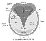 Hoof diagram sole front