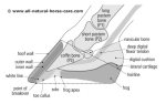 hoof diagram lateral view