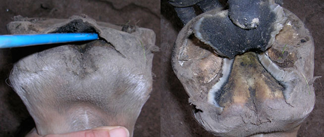 Horse Hoof Abscess - understanding and dealing with abscesses