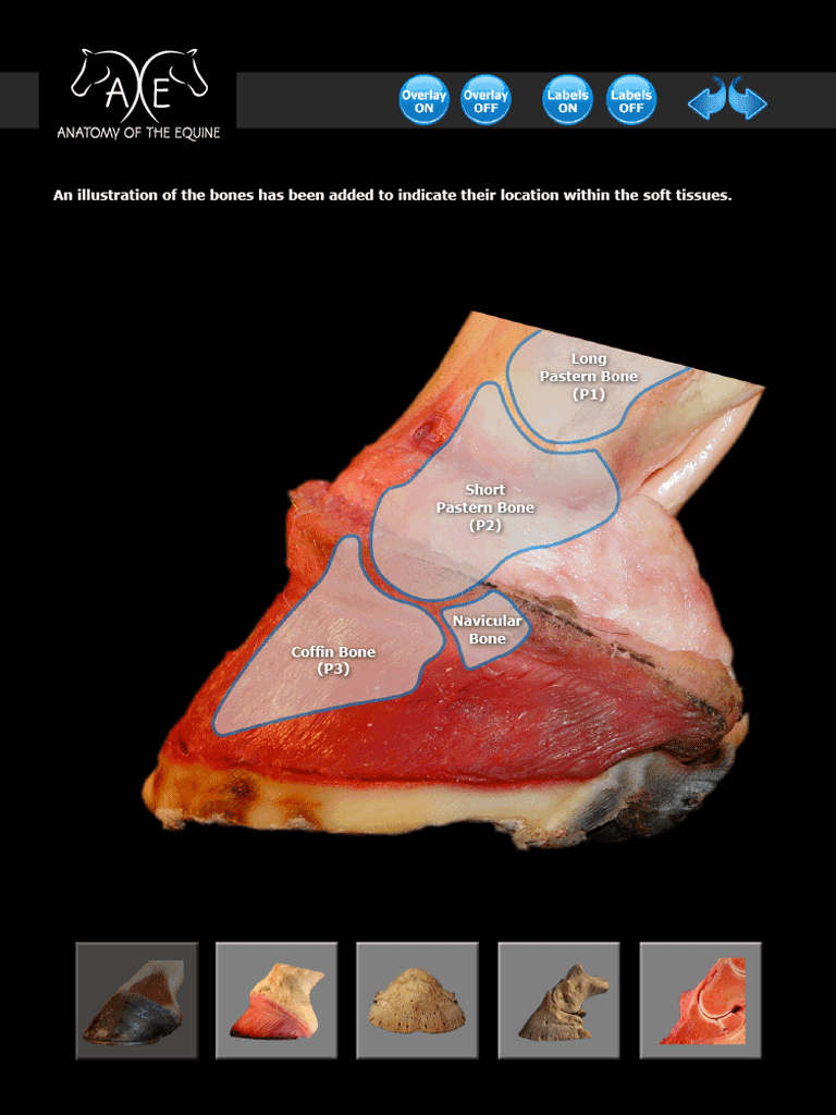 Photos of the coffin bone horse hoof abscess diagram 