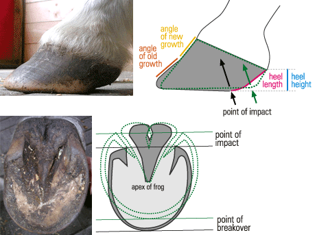A Guide to Horse Hoof Health: What to Look Out For | Equestrian Surfaces