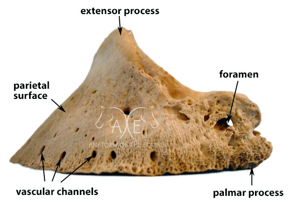 labelled coffin bone