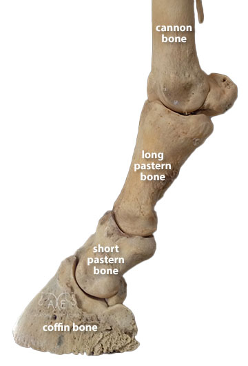 equine distal limb bones