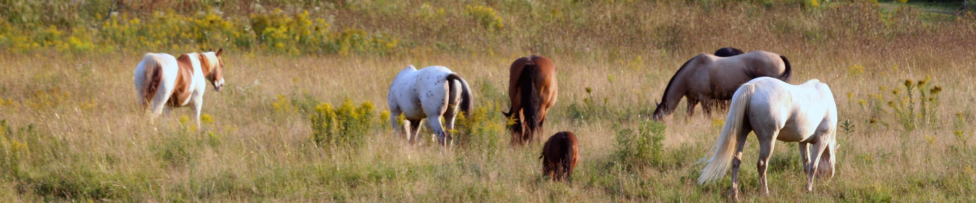 Herd of horses grazing