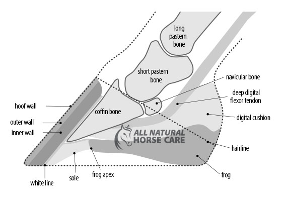 equine hoof cross section diagram