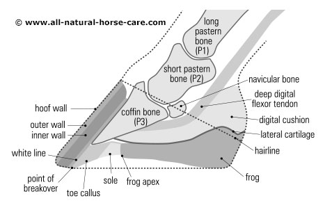 horse hoof anatomy