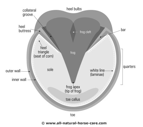 Structure of a hoof