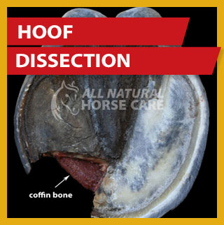 hoof dissection ad