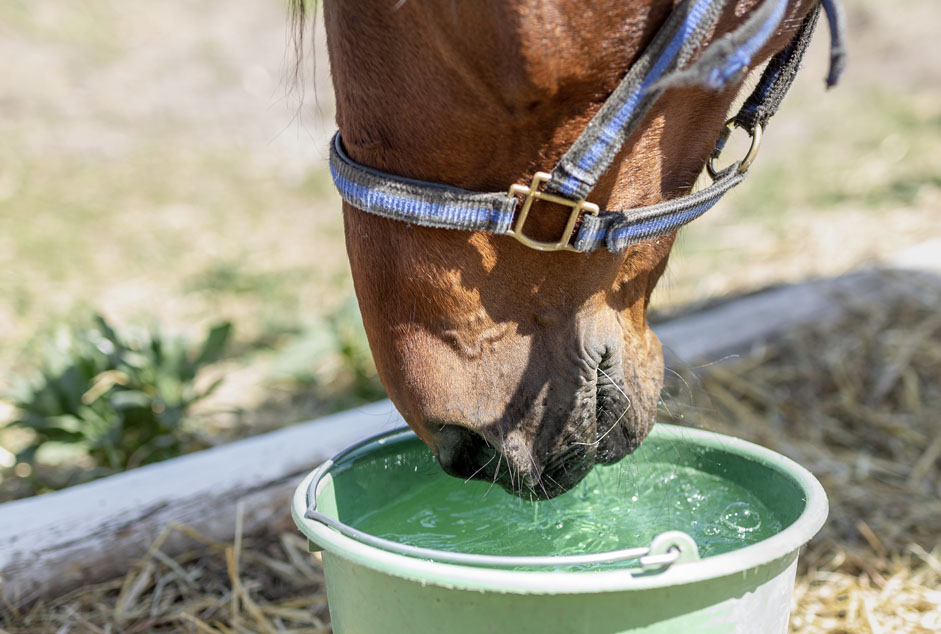 horse drinking