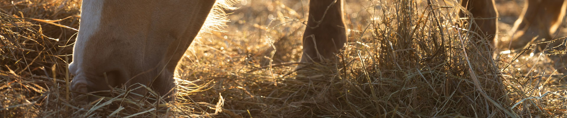 horse eating hay