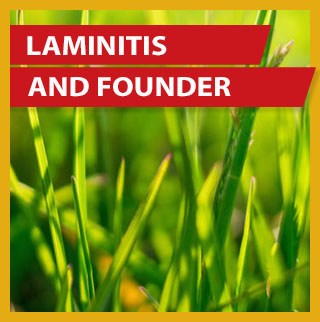 laminitis ad