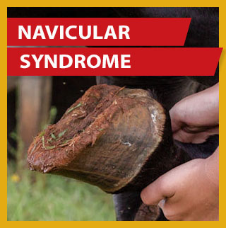 navicular syndrome ad