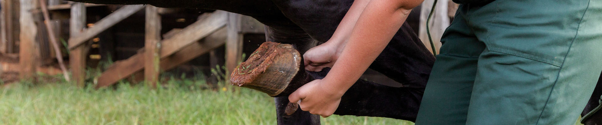 navicular disease header