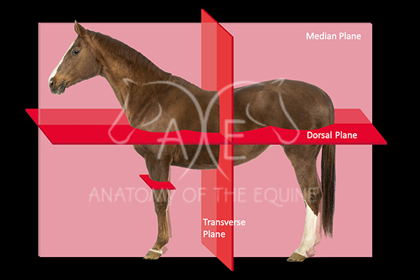 hoof courses terminology