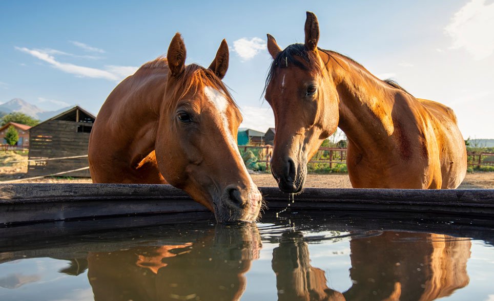 Horses drinking water