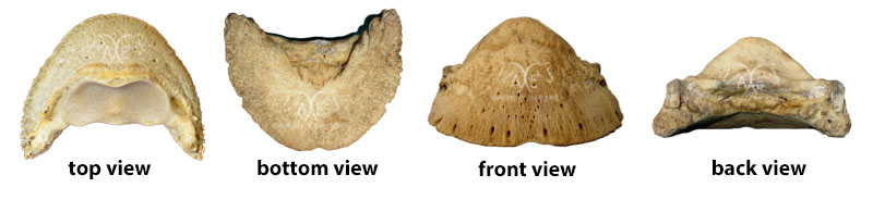 various views of the coffin bone