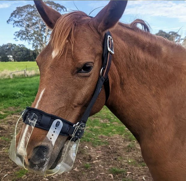 Flexible Grazing Muzzle