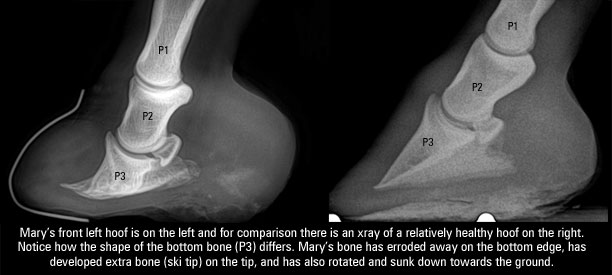 Mary front right xray