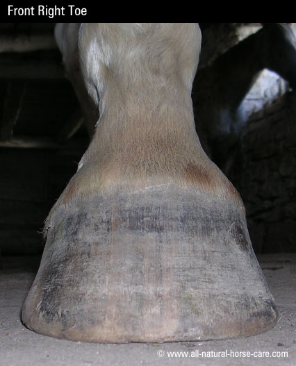 front of hoof photo monty