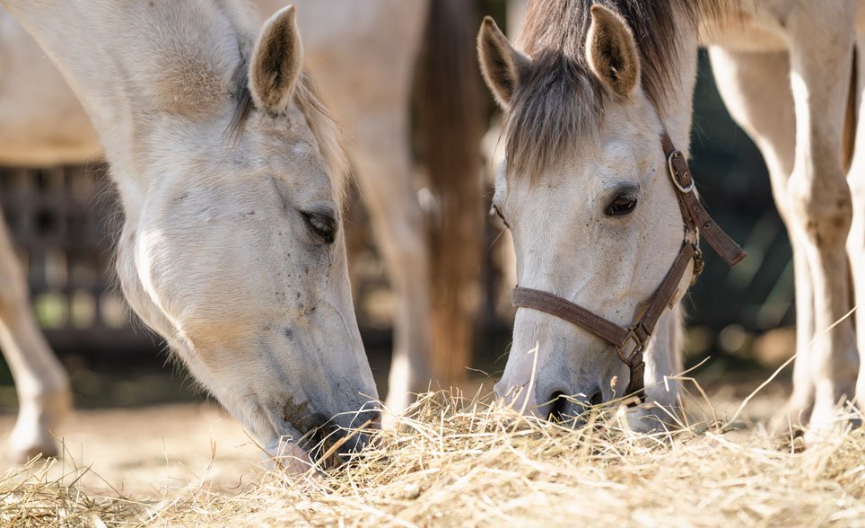 Grazing low head position