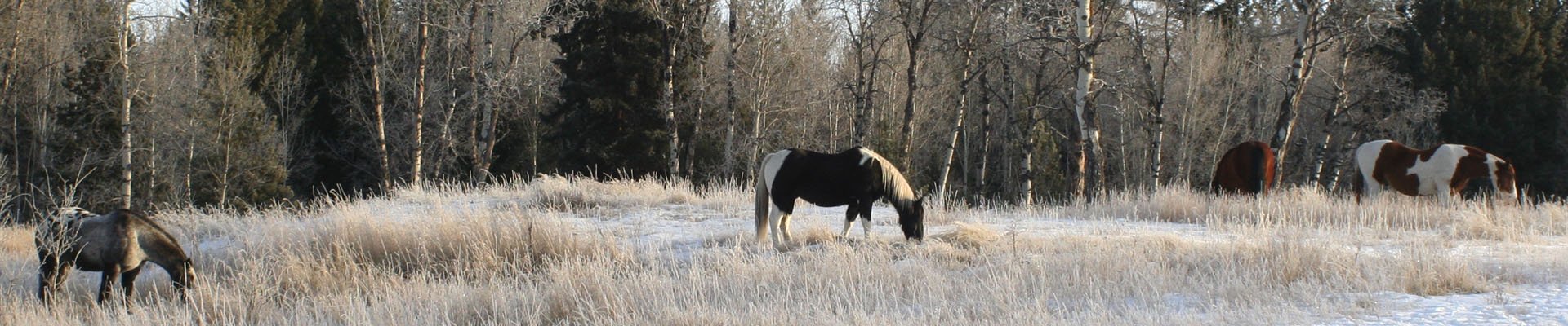 healthy horses grazing