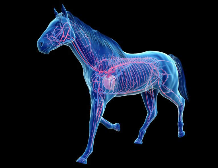 circulation of a horse