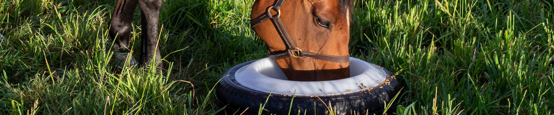 horse eating supplements