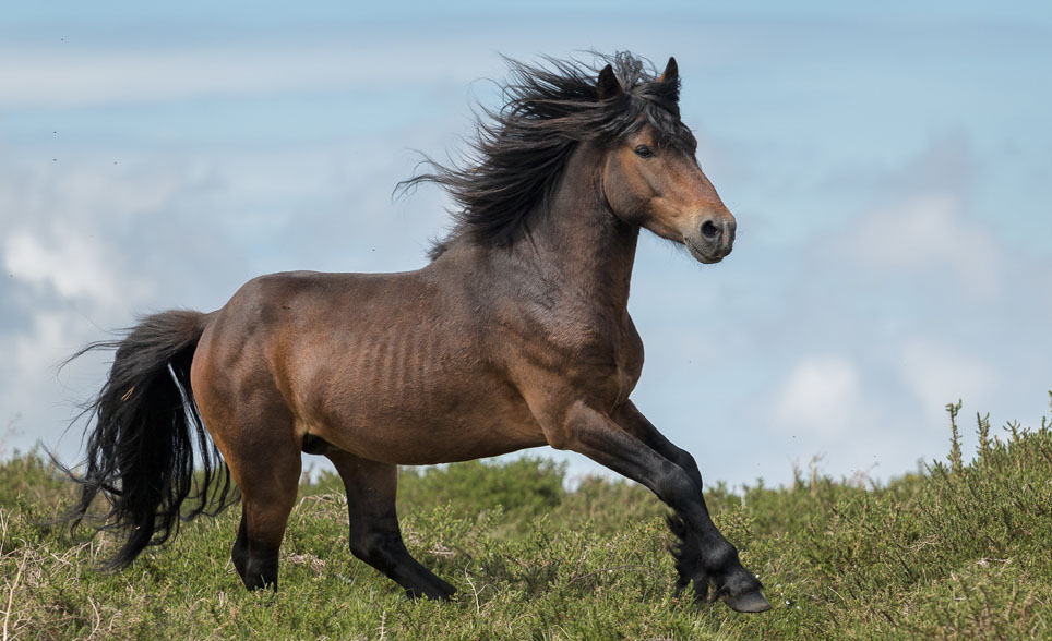 horse moving over varied terrain