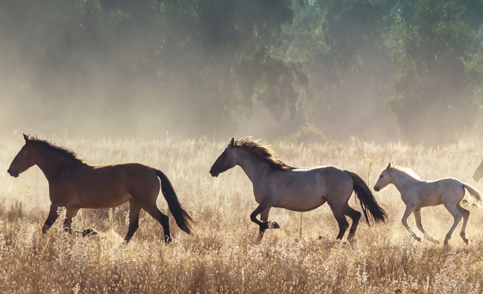 Horse feeding