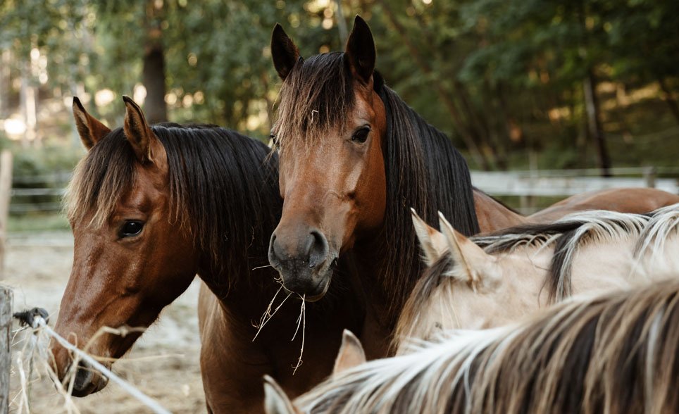 horses eating hay