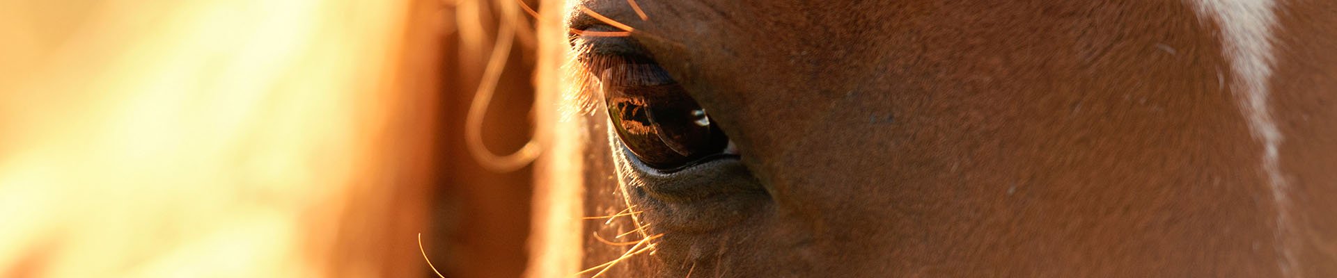 horse eye header