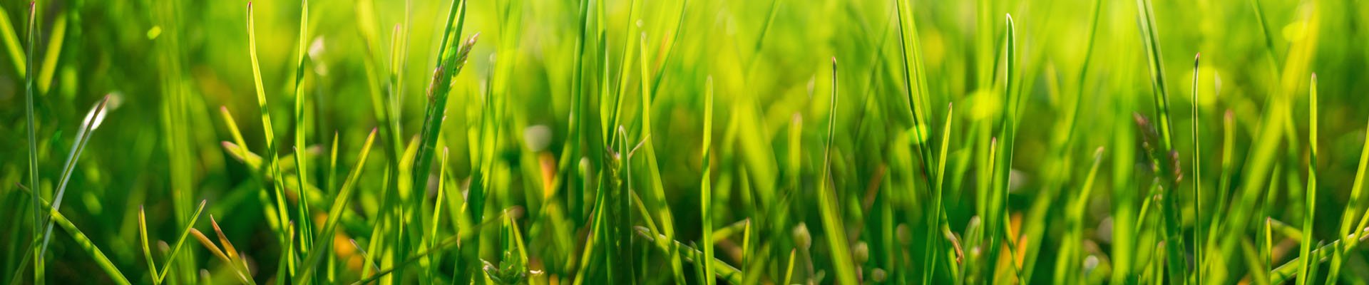 Lush grass header