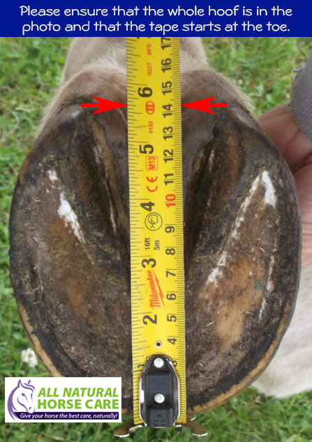 Measuring hoof length