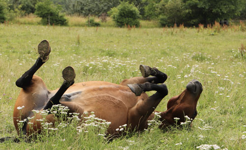 horse rolling