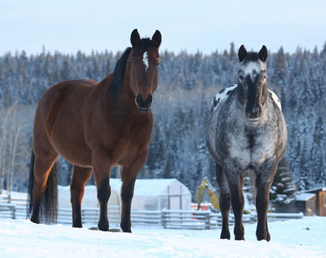 Ben and Sam in snow