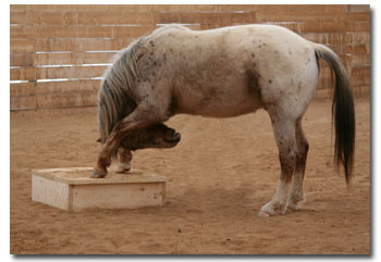 horse bowing