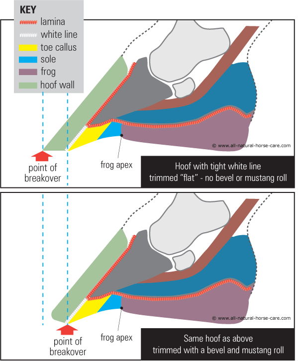 toe rocker illustrations